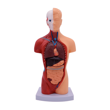 Модель «Торс человека», 28 см (разборная)